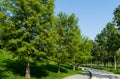 Rows Bald Cypress Taxodium Distichum swamp, white-cypress, gulf or tidewater red cypress green tree in public landscape