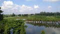 Rows of banana trees planted in water with green nature.