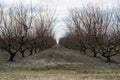 Rows of bare trees in winter peach orchard Royalty Free Stock Photo