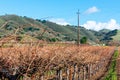 Rows of bare vines in a winter vineyard with green distant hills in background Royalty Free Stock Photo