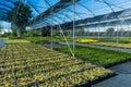 Rows of baskets with green plants placed on floor in greenhouse