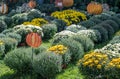 Rows of beautiful chrysanthemums at an outdoor market Royalty Free Stock Photo