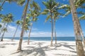 Rows of beautiful coconut palm trees near the white sand coast. At Dumaluan Beach, Panglao Island, Bohol, Philippines