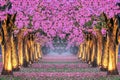 Rows of Beautiful pink flowers trees