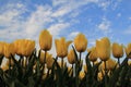 Beautiful yellow tulips with a blue sky in holland Royalty Free Stock Photo