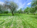 Rows of beautifully blossoming apple trees in spring