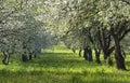 Rows of beautifully blossoming trees on a green lawn. Apple orchard, blooming apple tree, fruit trees, white color Royalty Free Stock Photo