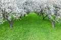 Rows of beautifully blossoming white apple trees on a green lawn in spring garden. aerial view