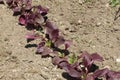 Rows of Beetroot growing in a vegetable garden Royalty Free Stock Photo