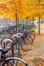 Rows of bicycles parked under colorful fall trees Royalty Free Stock Photo