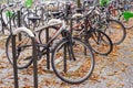 Rows of bicycles parked under colorful fall trees Royalty Free Stock Photo