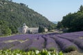 Rows of blooming of lavender flowers on Abbey of Senanque background Royalty Free Stock Photo