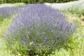 Deep purple Lavender plants Royalty Free Stock Photo