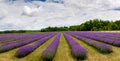 Rows of blooming lavender plants on Washington Island in door County Wisconsin