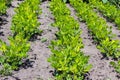 Rows of blooming peanut plants on field in sunny weather Royalty Free Stock Photo