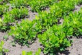 Rows of blooming peanut plants on field in sunny weather Royalty Free Stock Photo