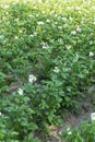 Rows of blooming potato bushes in the garden. New harvest. Vertical Royalty Free Stock Photo