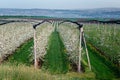 Rows of blooming young apple trees in spring time Royalty Free Stock Photo