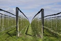 Rows of blooming young apple trees in spring time Royalty Free Stock Photo