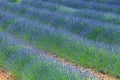 Rows of blossom lavender Royalty Free Stock Photo