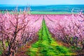 Rows of blossom peach trees in spring garden Royalty Free Stock Photo