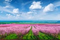 Rows of blossom peach trees in spring garden Royalty Free Stock Photo