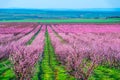 Rows of blossom peach trees in spring garden