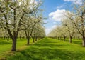 Rows of blossoming apple trees (Malus domestica) in an orchard Royalty Free Stock Photo