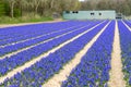 Rows blue hyacinths