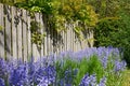 Rows of Bluebell growing in a green garden in outdoors with a wooden gate background. Many bunches of blue flowers in