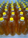 Rows of bottles of sunflower or olive oil for sale. Fresh natural farm products for delivery to a supermarket, local market or fai Royalty Free Stock Photo