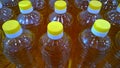 Rows of bottles of sunflower or olive oil for sale. Fresh natural farm products for delivery to a supermarket, local market or fai Royalty Free Stock Photo