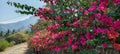 rows of bougainvillea flowers, planted along the garden boundary fence