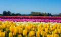 Yellow Daffodil Tulip Flower Fields Royalty Free Stock Photo