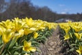 Rows of bulb fields full of these beautiful bright yellow tulips near Lisse, the Netherlands