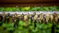 Rows of butterfly cocoons and hatched butterfly Royalty Free Stock Photo