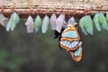 Rows of butterfly cocoons Royalty Free Stock Photo