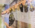 Rows of butterfly cocoons and newly hatched butterfly - Monarch butterfly hanging from the chrysalis indoor Royalty Free Stock Photo