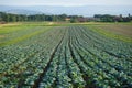 Rows of cabage