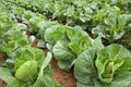 Rows of cabbage on a field Royalty Free Stock Photo