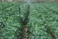 Rows of Cabbage