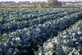 Rows of cabbage plants in an agricultural field Royalty Free Stock Photo