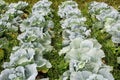 rows of cabbage plants ready for harvest in a farm field Royalty Free Stock Photo