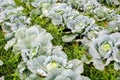 rows of cabbage plants ready for harvest in a farm field Royalty Free Stock Photo