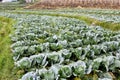 rows of cabbage plants ready for harvest in a farm field Royalty Free Stock Photo