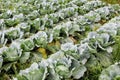 rows of cabbage plants ready for harvest in a farm field Royalty Free Stock Photo