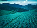 Rows of cabbage trees In the highland farm of Thailand