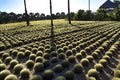 Rows of Cactus at Wirikuta Desert Botanical Garden Puerto Los Cabos Mexico