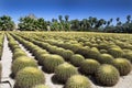 Rows of Cactus at Wirikuta Desert Botanical Garden Puerto Los Cabos Mexico