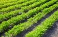 Rows of carrots plants. Agro-industrial growing of organic vegetables. Agronomy. Farming olericulture. Cultivation and care Royalty Free Stock Photo